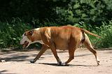 GESTATION - AMSTAFF 002